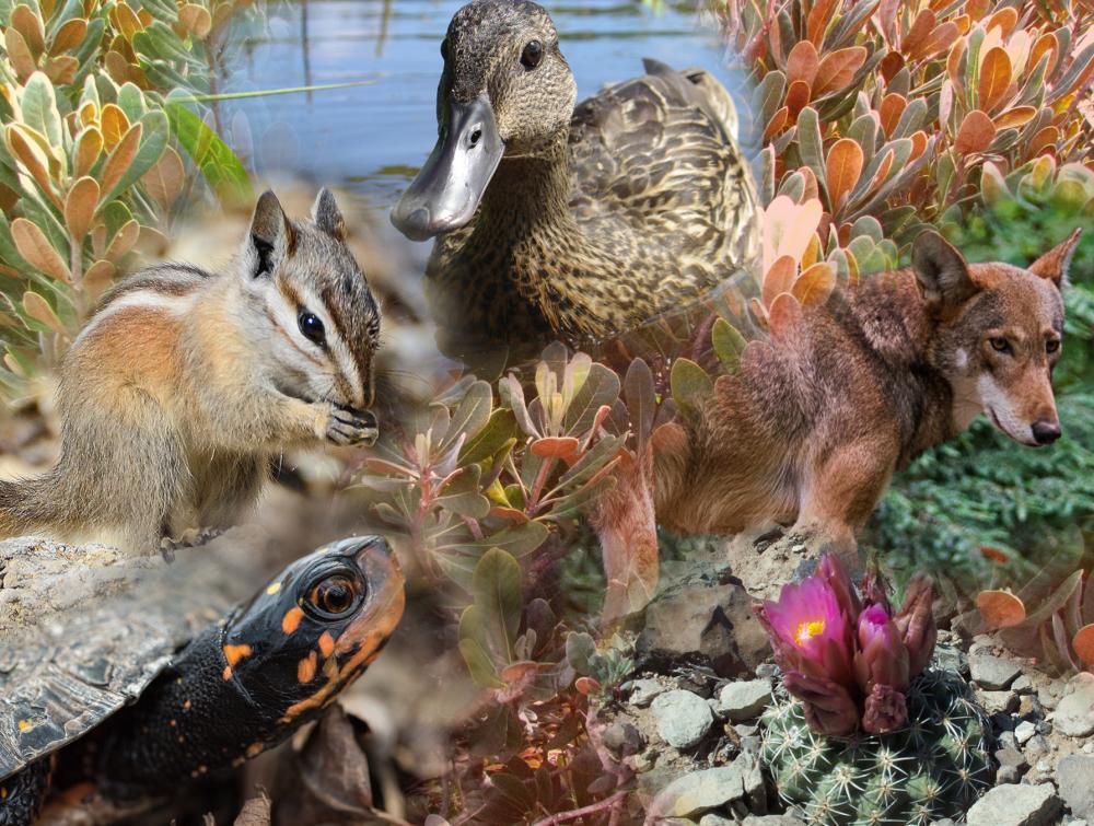 What is the extinction crisis? 5 key facts | The Wilderness Society What is the extinction crisis? 5 key facts | The Wilderness Society