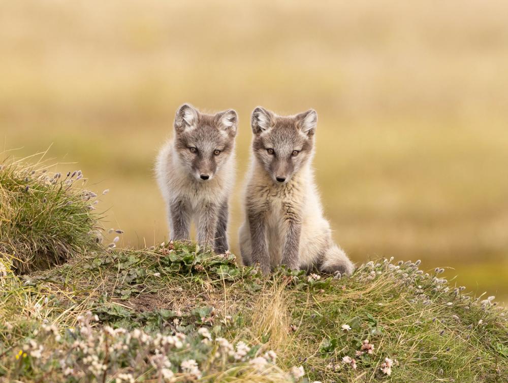 Arctic Fox