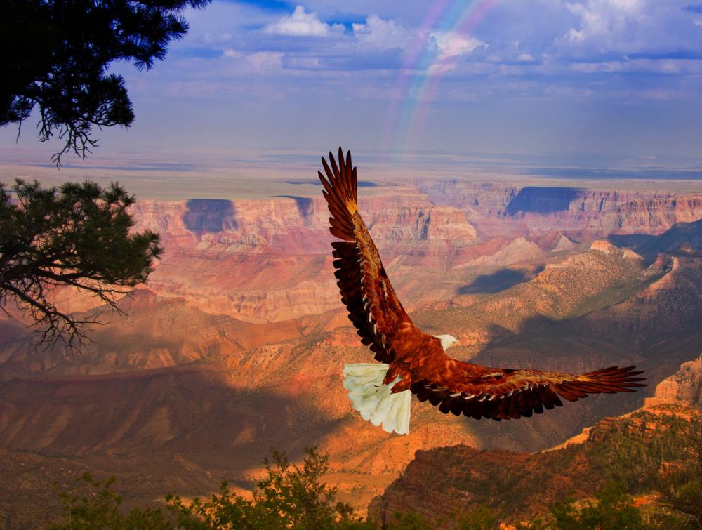 eagle flying over grand canyon