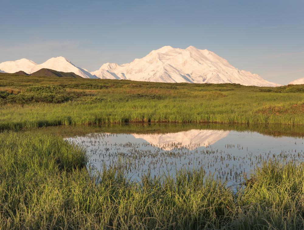 A lush marsh in the foreground, a snowy mountain in the background during sunrise.