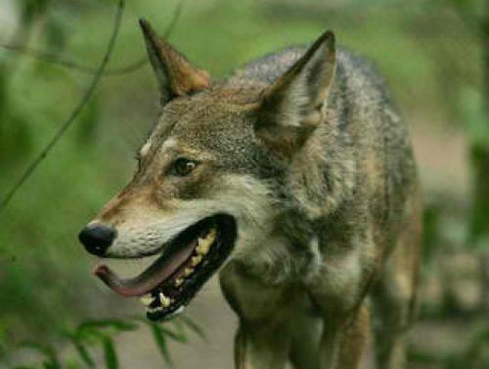 Wolf