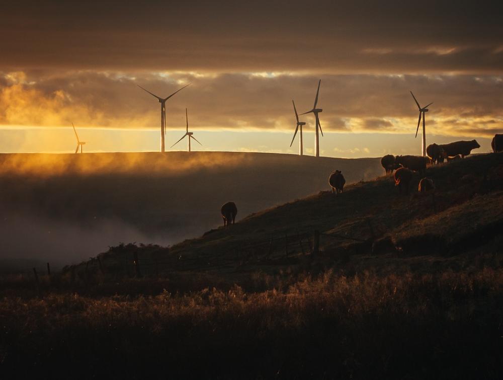 Animals roam hills with wind turbines