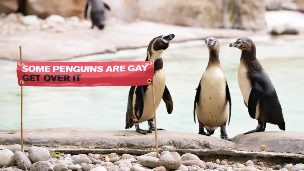 three penguins and a sign that says: penguins can be gay too, get over it