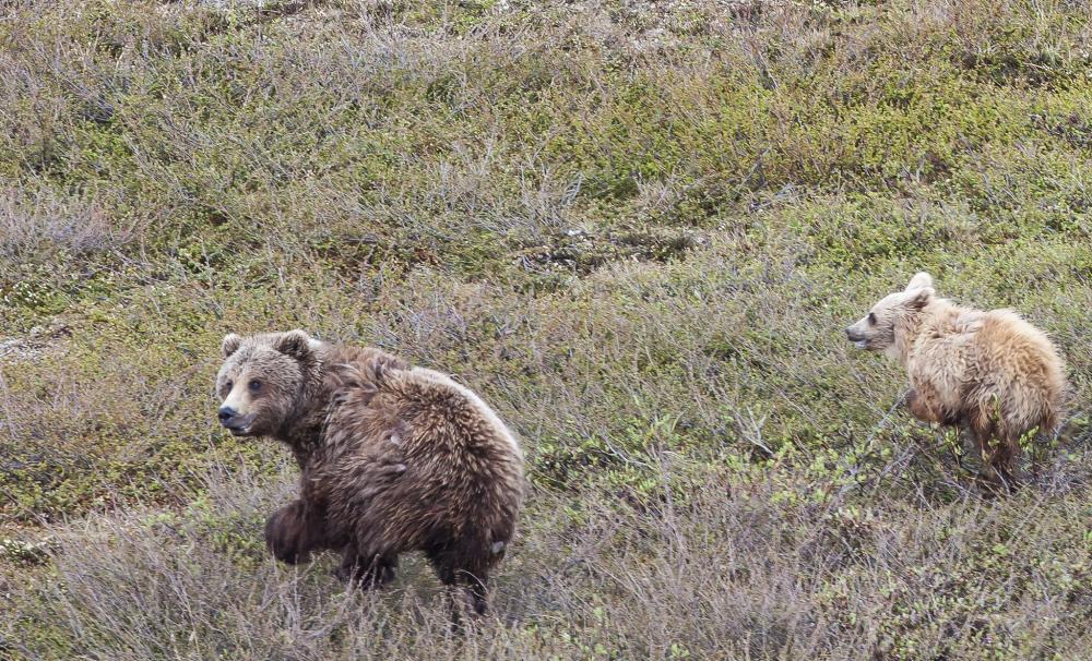 Two brown bears in the National Petroleum Reserve-Alaska