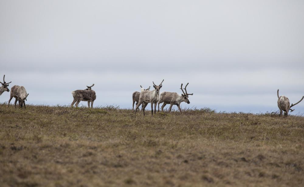 caribou grazing