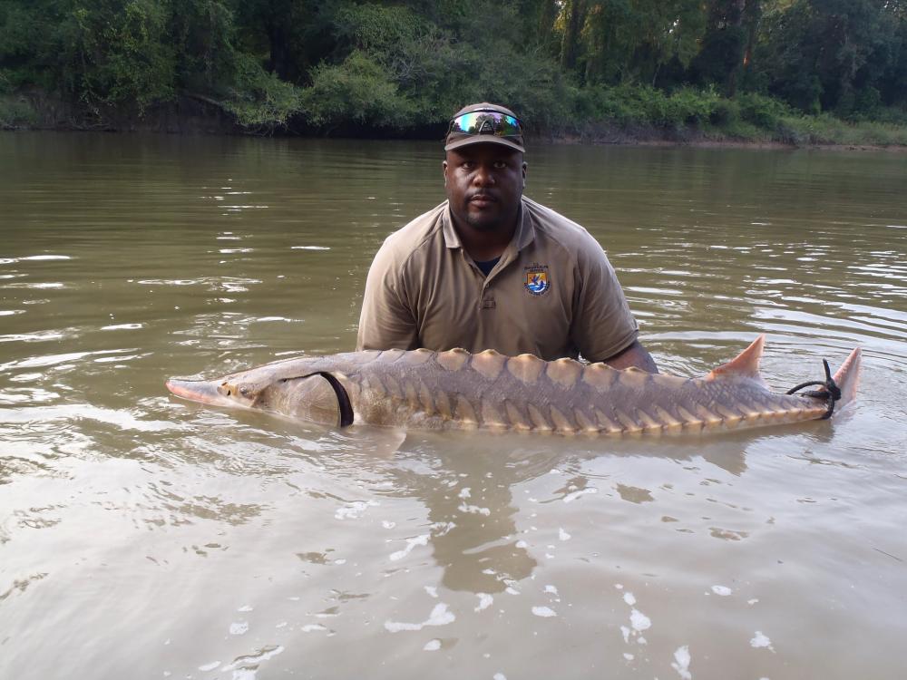 Fisheries biologist Cedric Doolittle is releasing a Gulf Sturgeon after implanting a tracking transmitter into the fish.