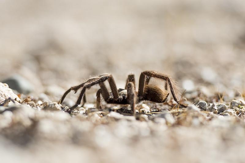 Desert tarantula 