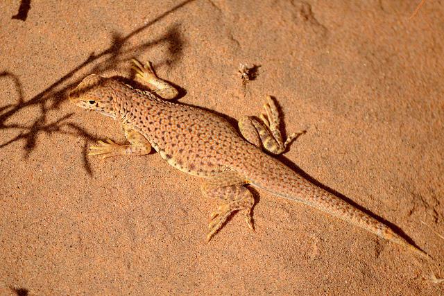 Coachella Valley Fringe-toed lizard.