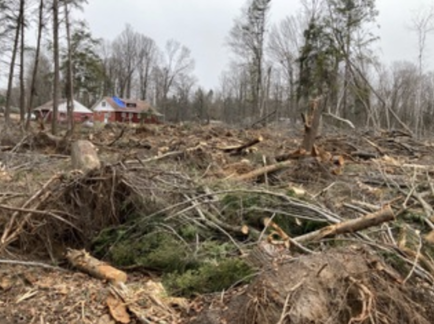 Destroyed trees due to a tornado.