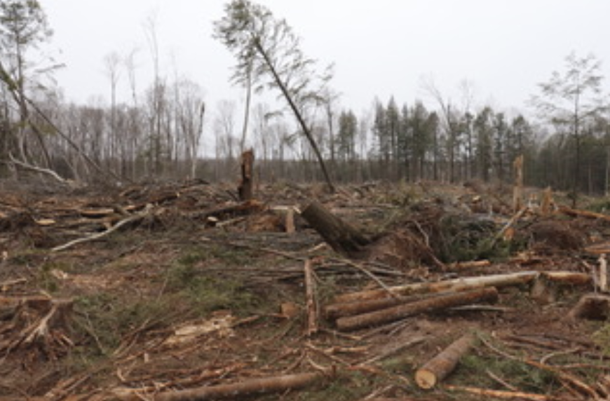 Destroyed trees due to a tornado.