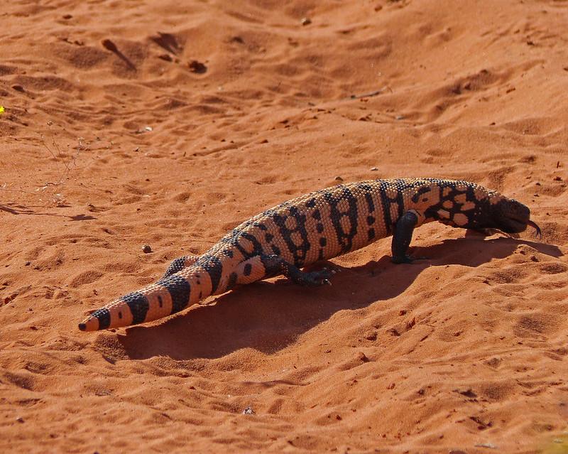 Gila Monster 