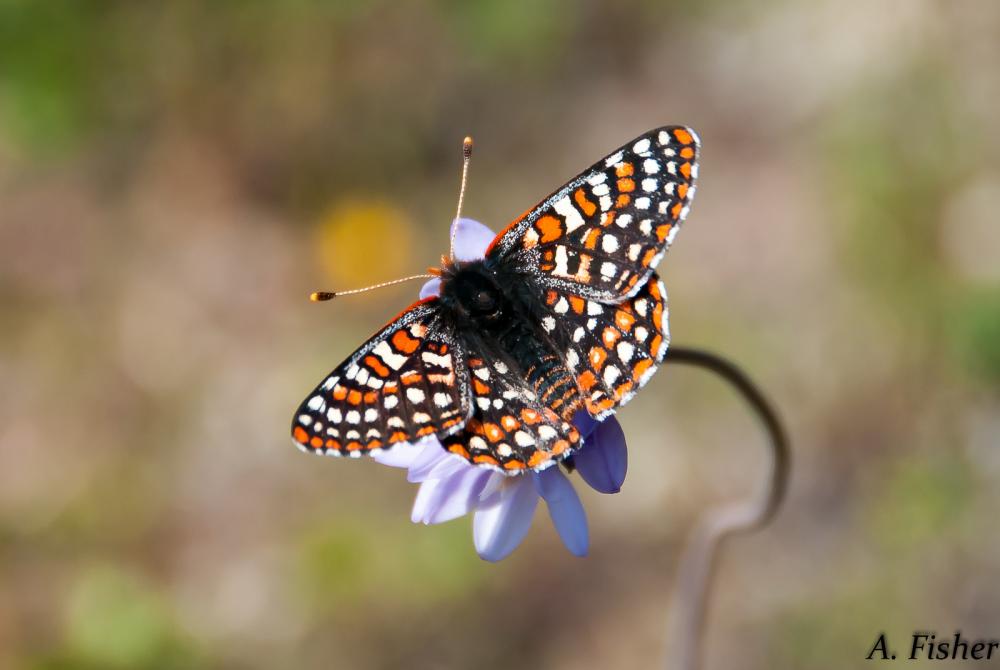 Quino checkerspot butterfly