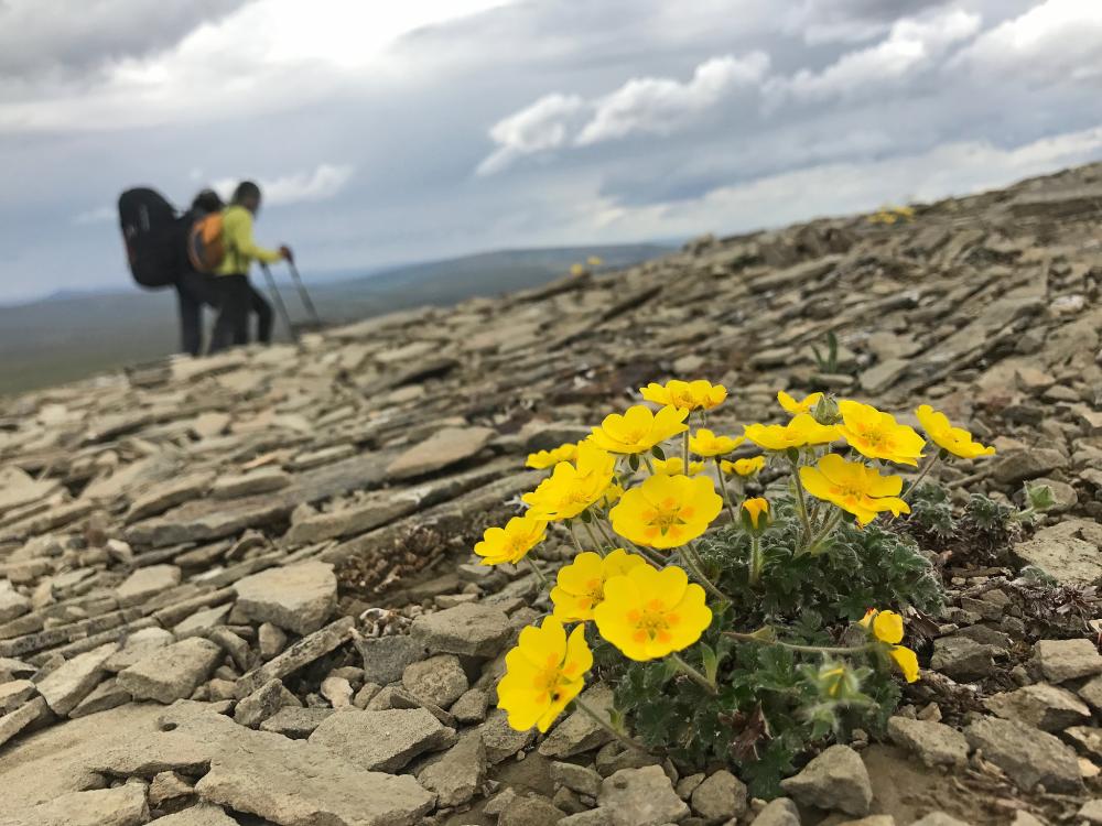 Wildflowers with hiker in background