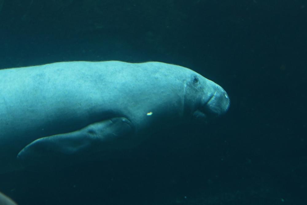 West Indian manatee.