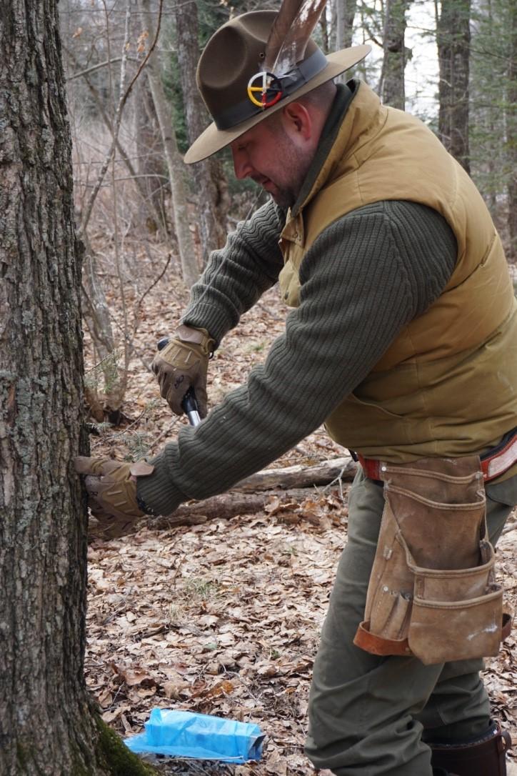 A man wearing warm clothing places metal taps in Maple Sugar trees. There are many leaves on the ground and there are many trees in the background.