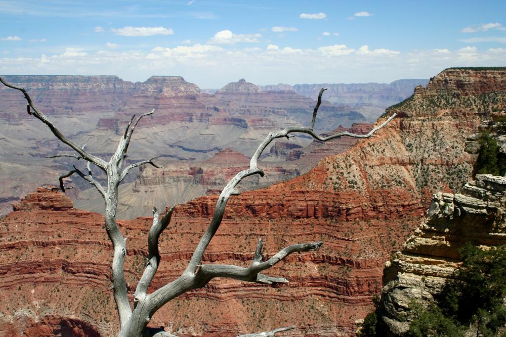 A barren tree overlooking the Grand Canyon in Arizona.