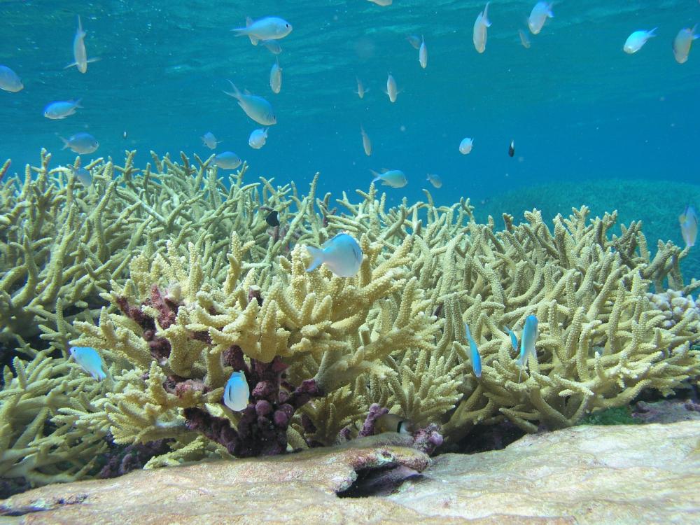 Staghorn coral.