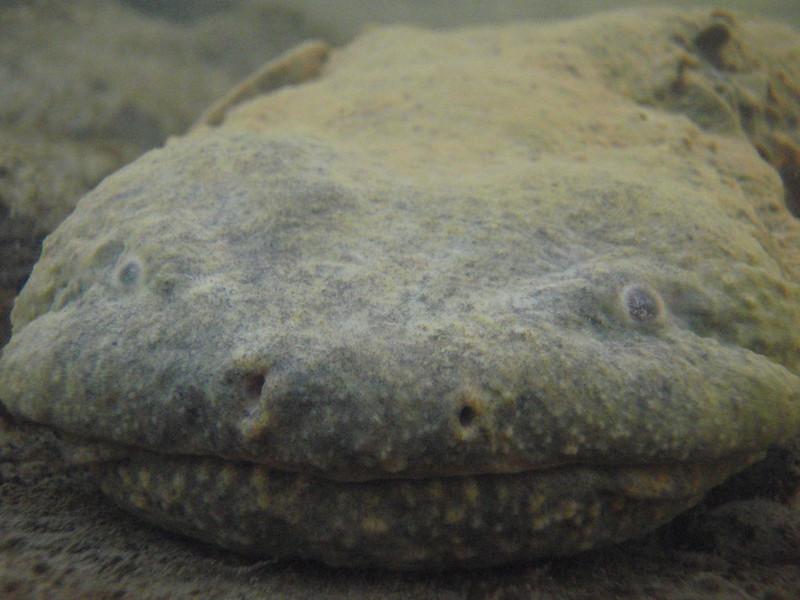 Adult hellbender