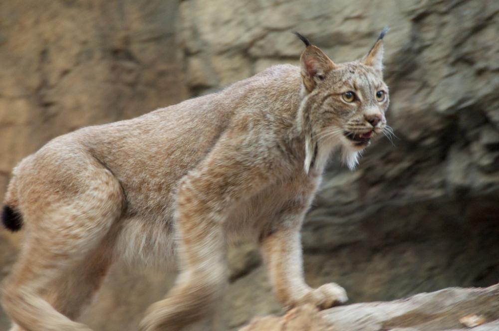 Canada lynx.