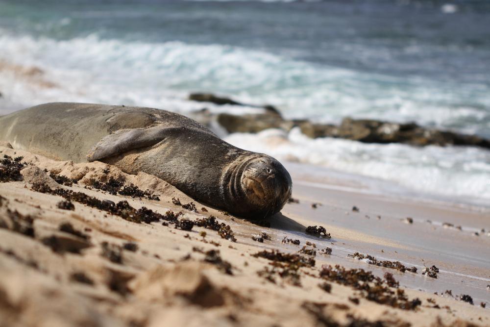 Hawaiian monk seal.