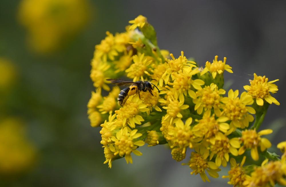 A miner bee on flowers