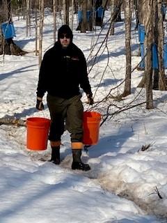 On a bright sunny day with snow blanketing the Earth, a man in a hooded sweatshirt hauls sap.