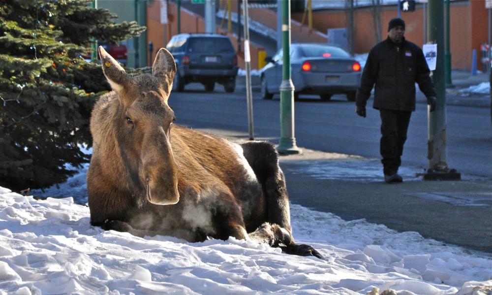 Moose sitting down in a snow bank alongside a street while a person walks nearby