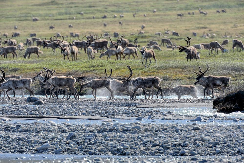 Herd of caribou moving across rocks and shallow water in foreground with grassy plain in the background