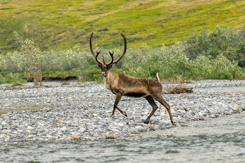 Caribou are among the many species that depend on the Arctic National Wildlife Refuge.
