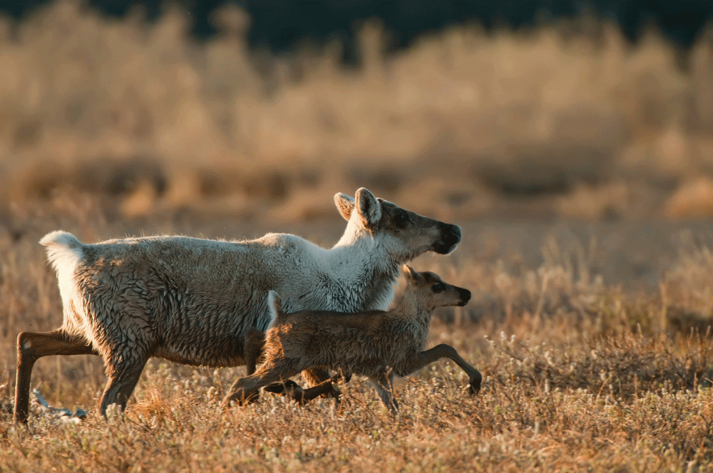 Mother caribou and calf on their westward migration in the Utukok Uplands area, Northwestern Alaska.