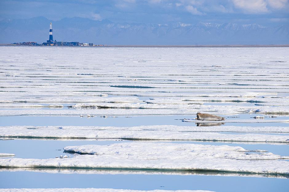 Seal on melting ice in Alaska