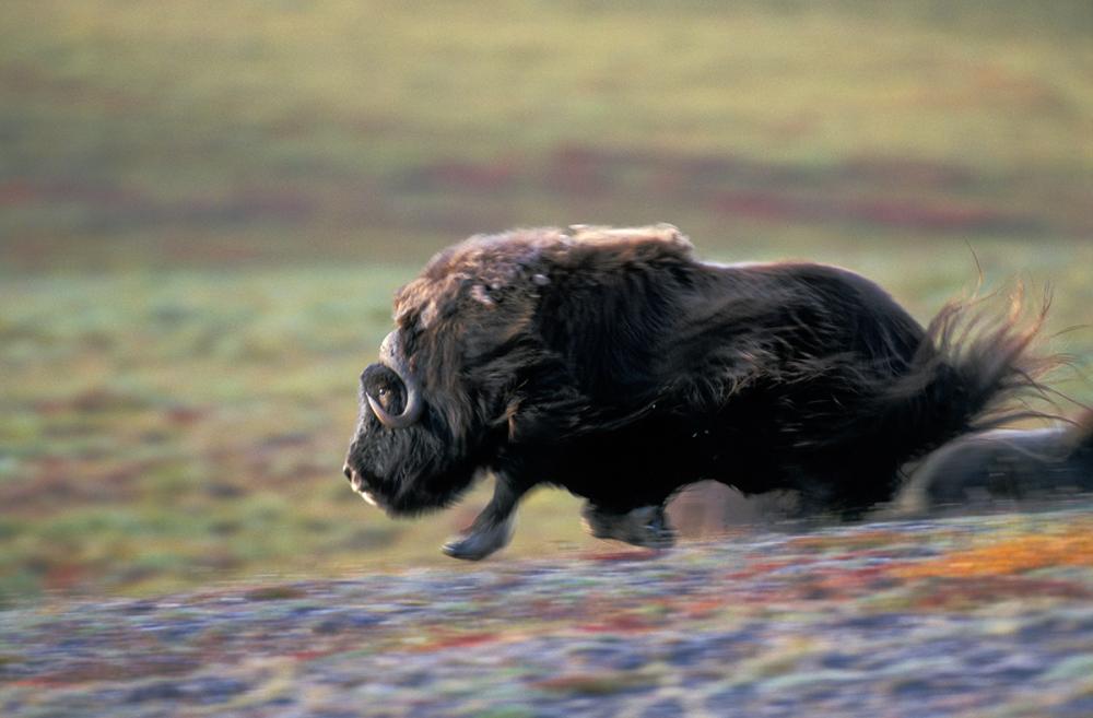 A muskox running in the Arctic Refuge 