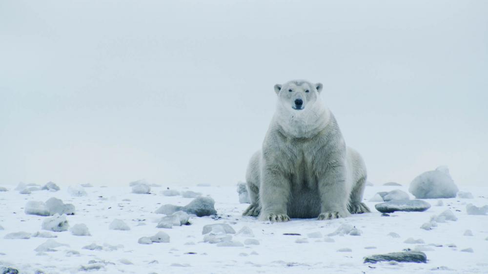 Polar bear in the Arctic National Wildlife Refuge, Alaska.