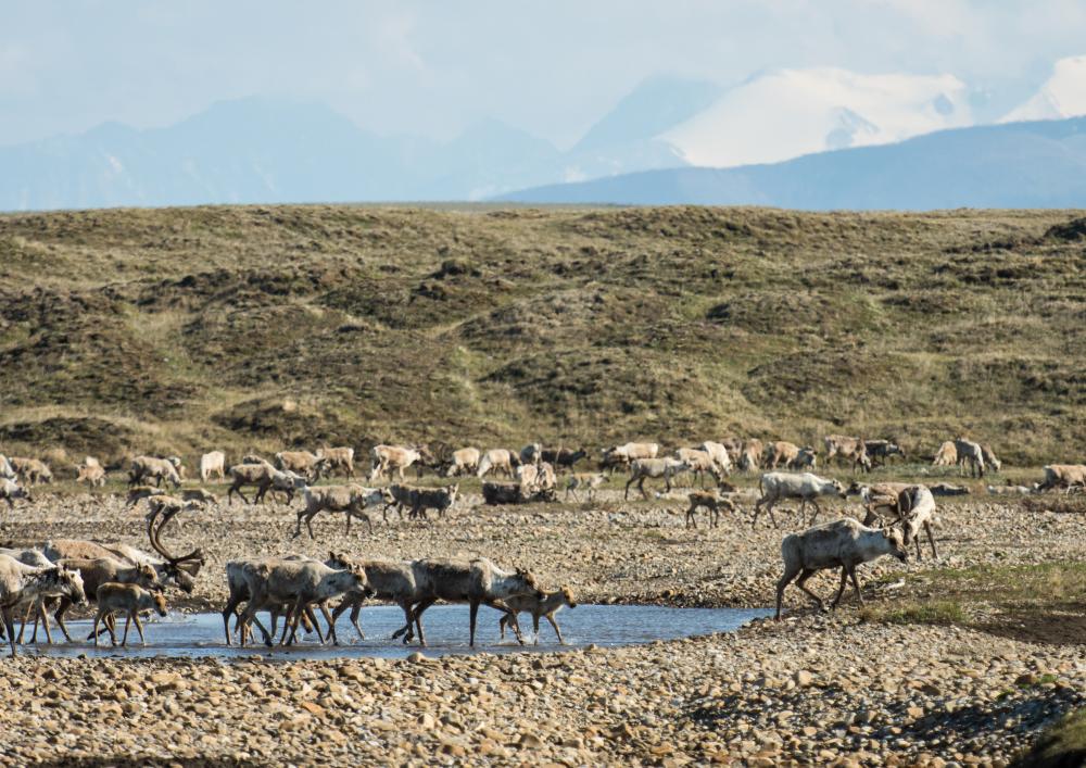 A large herd of caribou in the Arctic Refuge