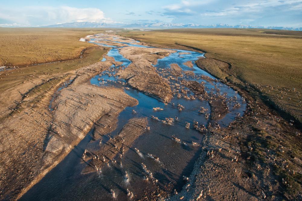 caribou running on tundra