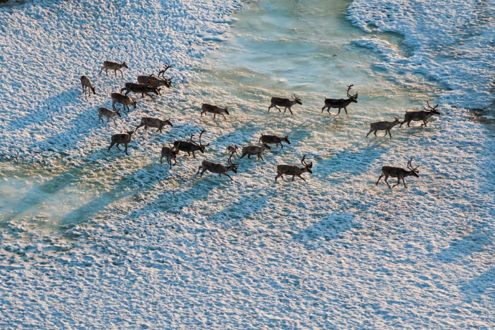 Caribou moving across snowy and frozen water in the Arctic National Wildlife Refuge, AK