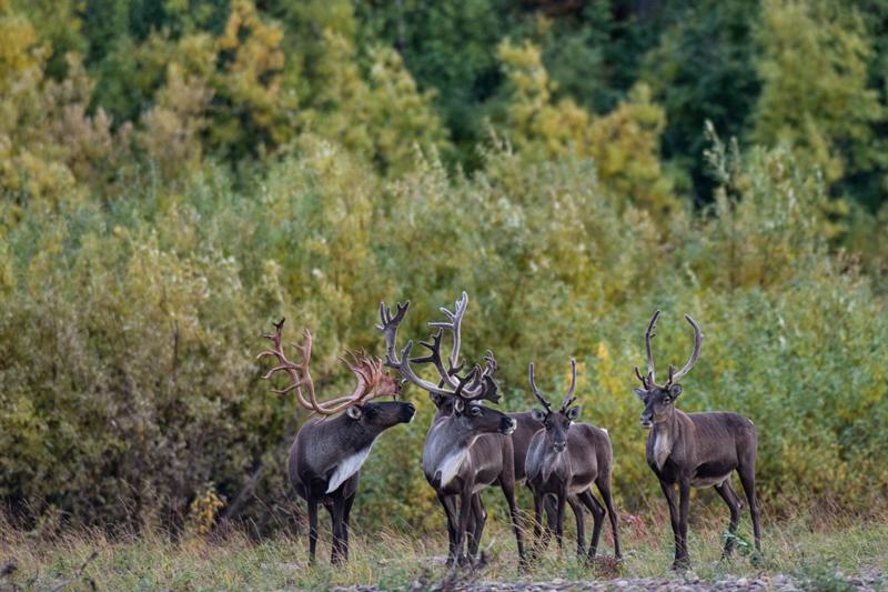 The coastal plain of the Arctic National Wildlife Refuge is the birthing ground of the famed Porcupine Caribou Herd