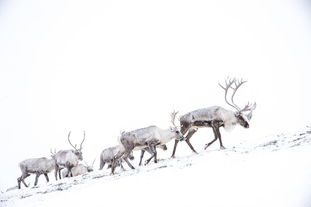 Group of caribou walk across snowy land against a blinding white backdrop