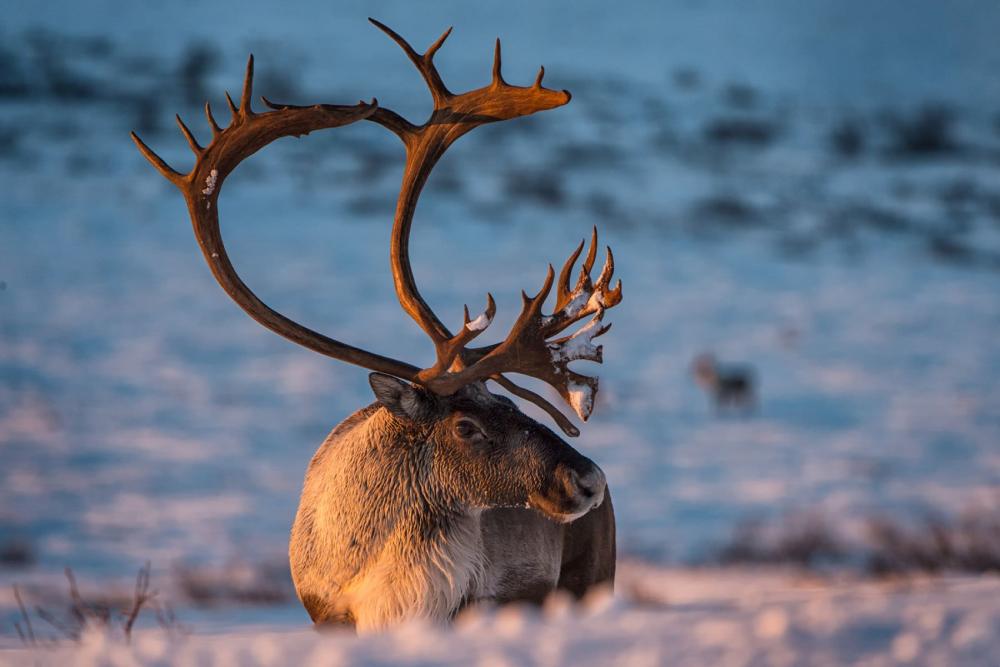 Side profile of a Caribou in the Arctic National Wildlife Refuge, AK