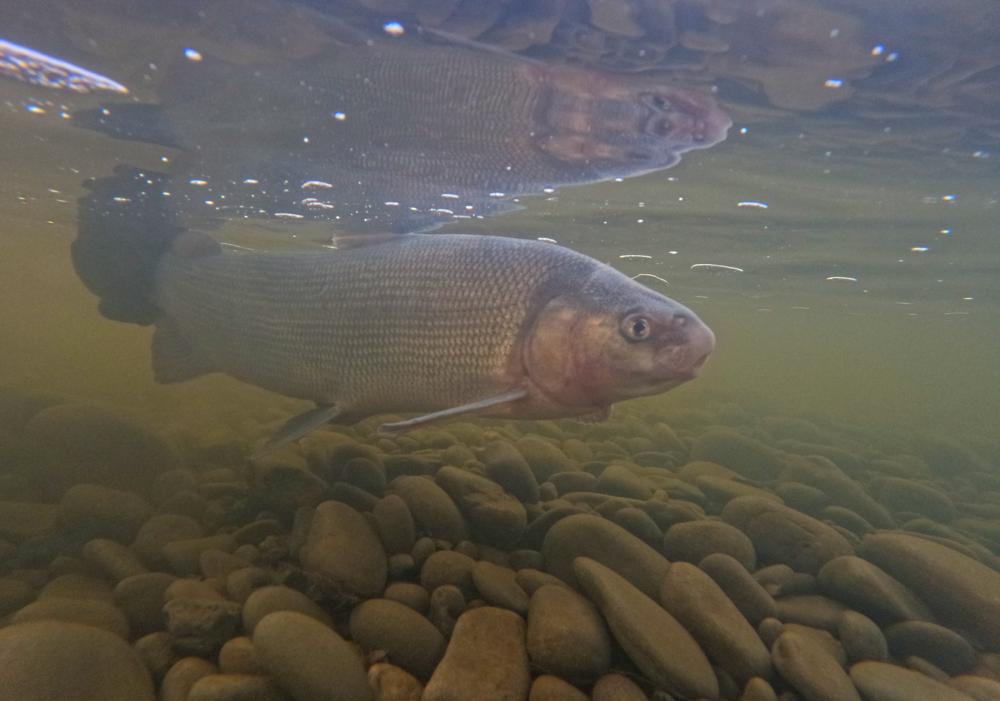 Fish swimming underwater with riverbed rocks visible underneath