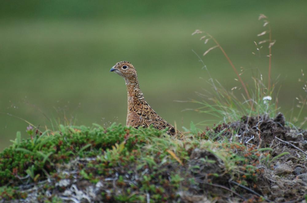 Willow ptarmigan standing on green grass in Izembek National Wildlife Refuge, Alaska