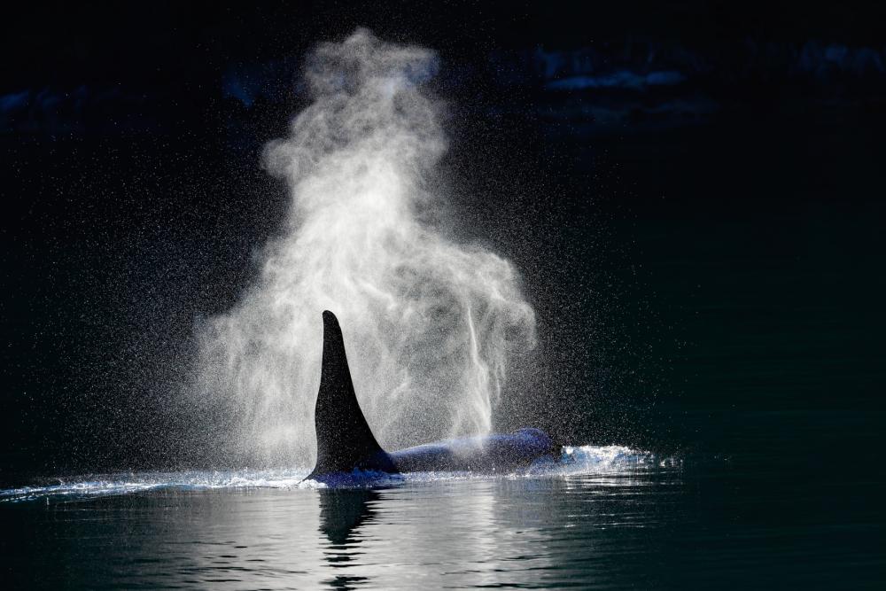 Orca in Kenai Fjords National Park, Alaska