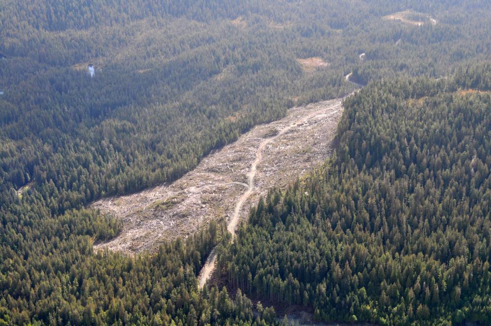 Tongass National Forest, Alaska Aerial view of vast stretch of trees with large section that has been logged and cleared near center-frame, Tongass National Forest, Alaska