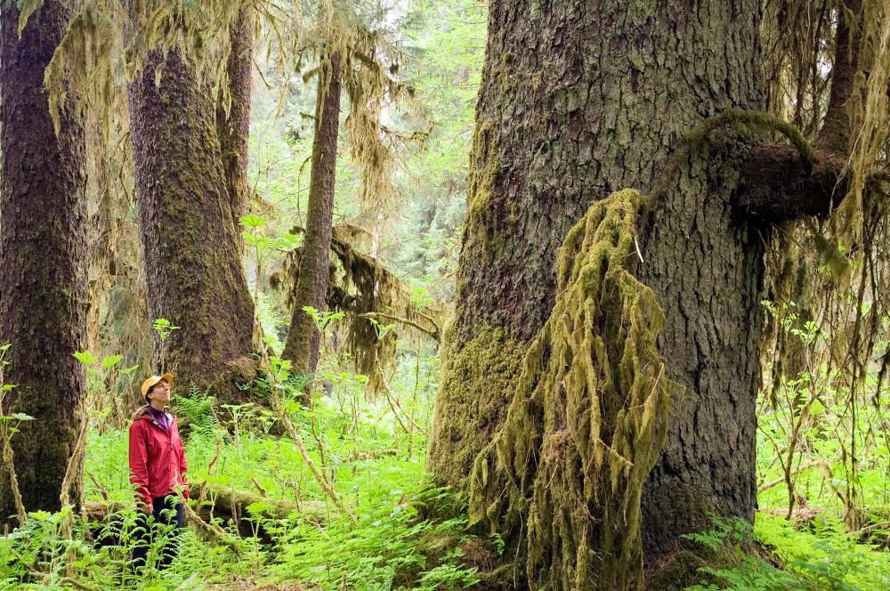 Tongass National Forest, Alaska Hiker in Tongass National Forest, Alaska