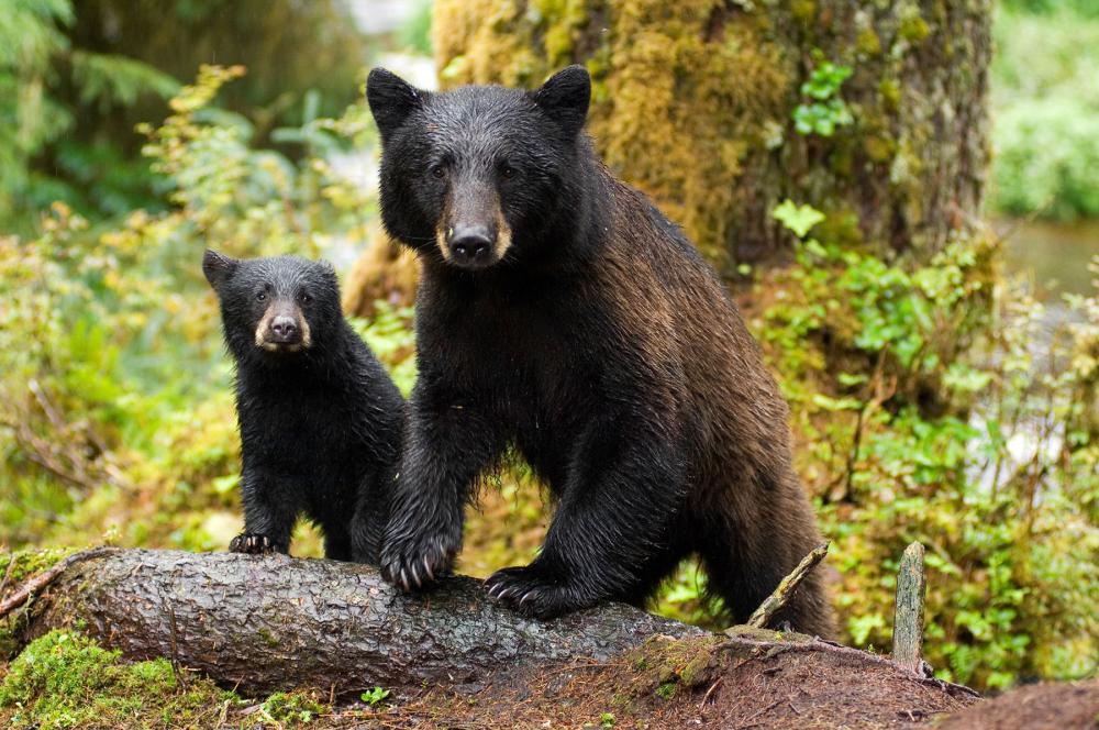 Black bears in Tongass National Forest, Alaska Black bears in Tongass National Forest, Alaska