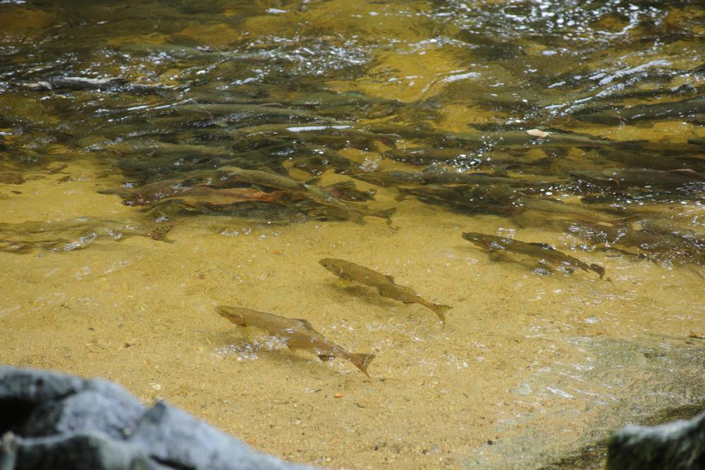 Salmon swimming in clear water