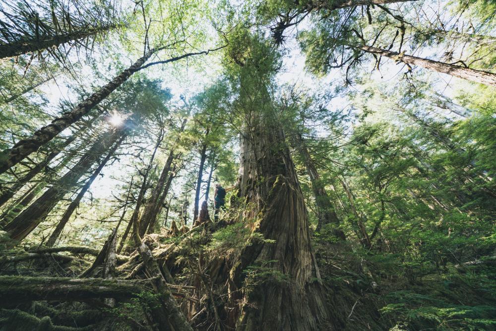 View of tree canopy looking up from forest floor with sun shining through branches overhead; person is visible standing next to tree trunk