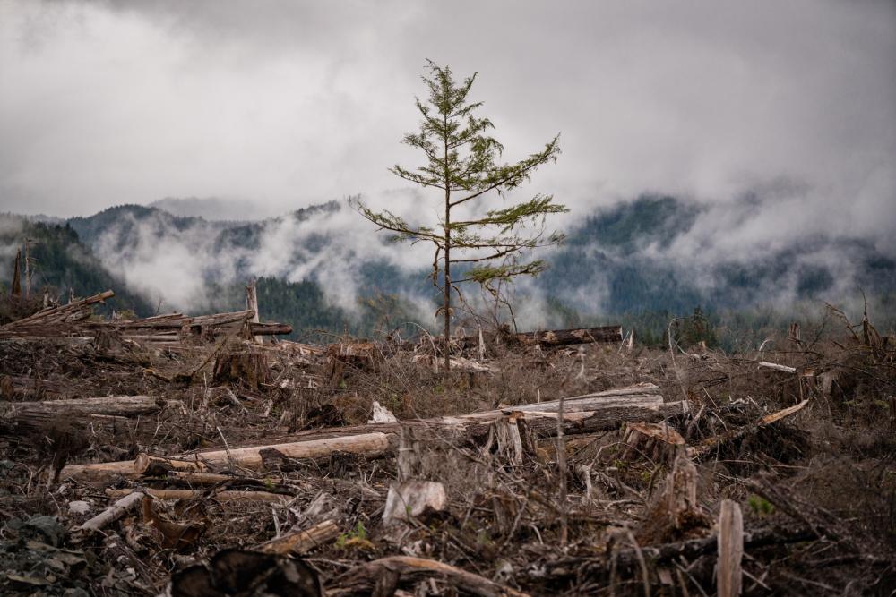 Lone small tree standing amid toppled trunks in a misty clearing with mountains in the background