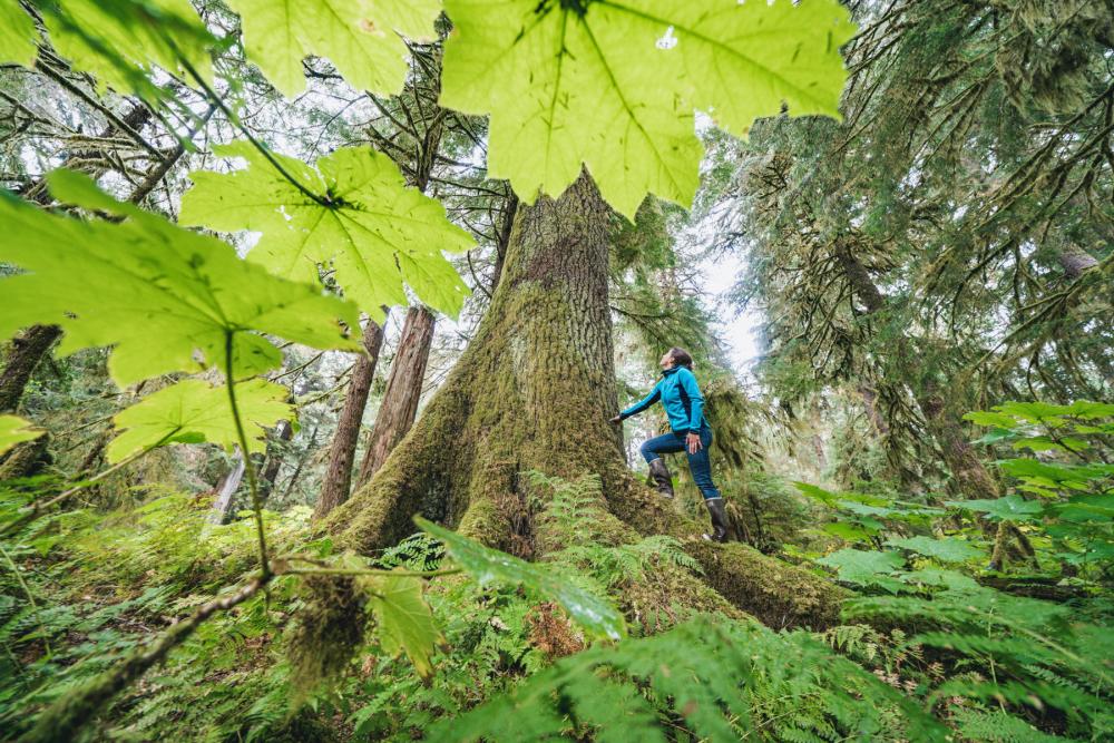 Small figure near center-frame leaning against tree trunk and looking up into forest canopy, surrounded by abundant greenery with leaves in immediate foreground partly obscuring camera lens