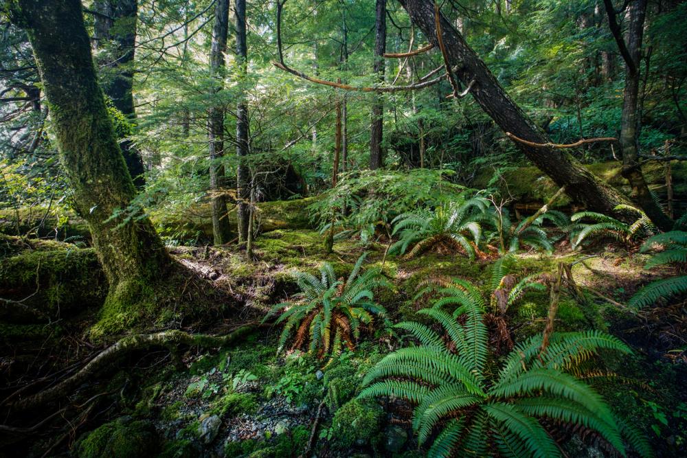 Dense green forest growth, ferns and moss in Tongass National Forest, Alaska